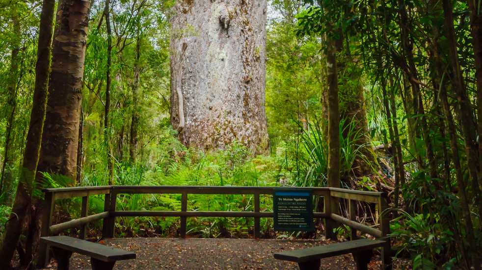 big tree NZ